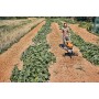 Motozappa stihl mh 600.1 - mh 600.1 - con omaggio