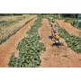 Motozappa stihl mh 600.1 - mh 600.1 - con omaggio